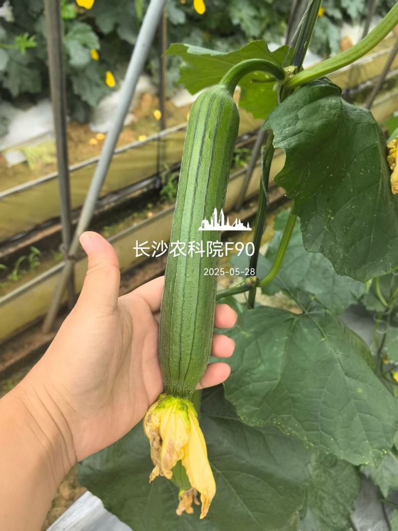 楚玉香5号香丝瓜种子油亮皮早熟耐低温短棒丝瓜种籽春秋季