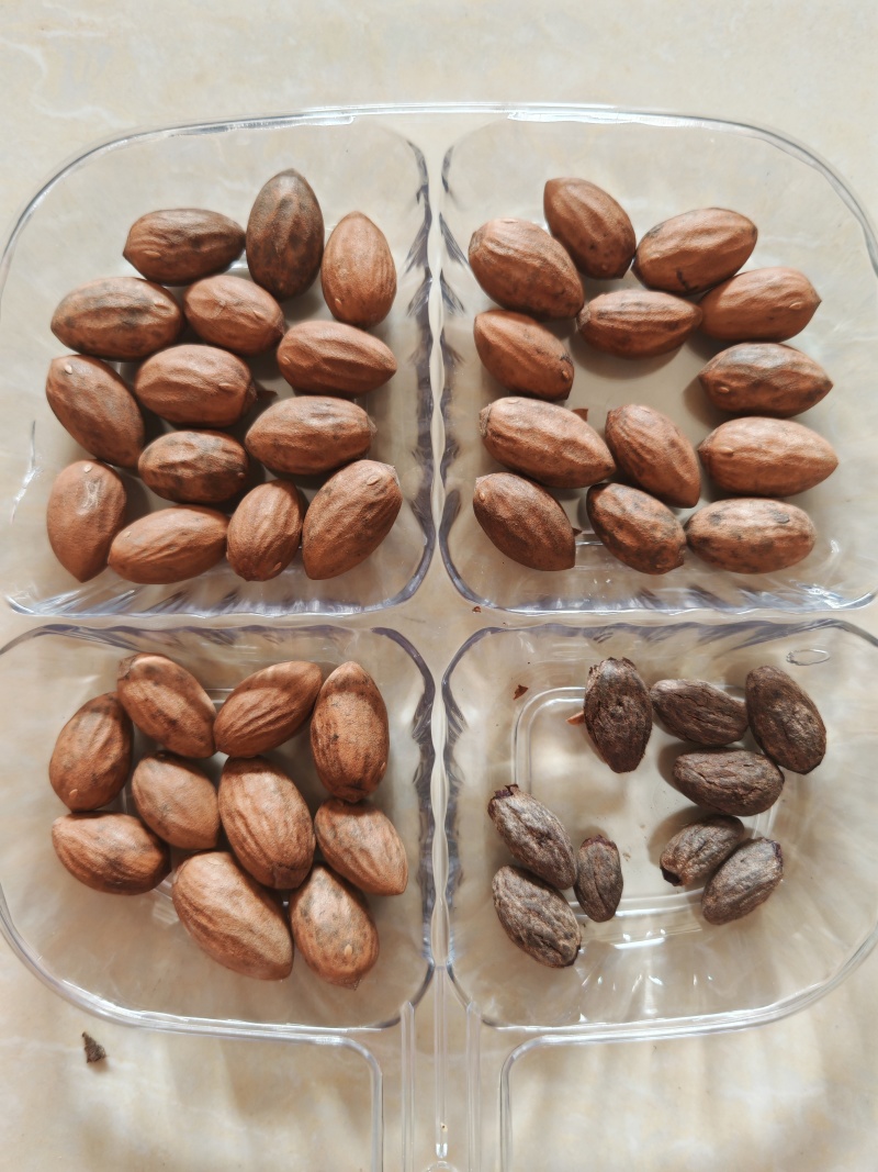野生熟香榧