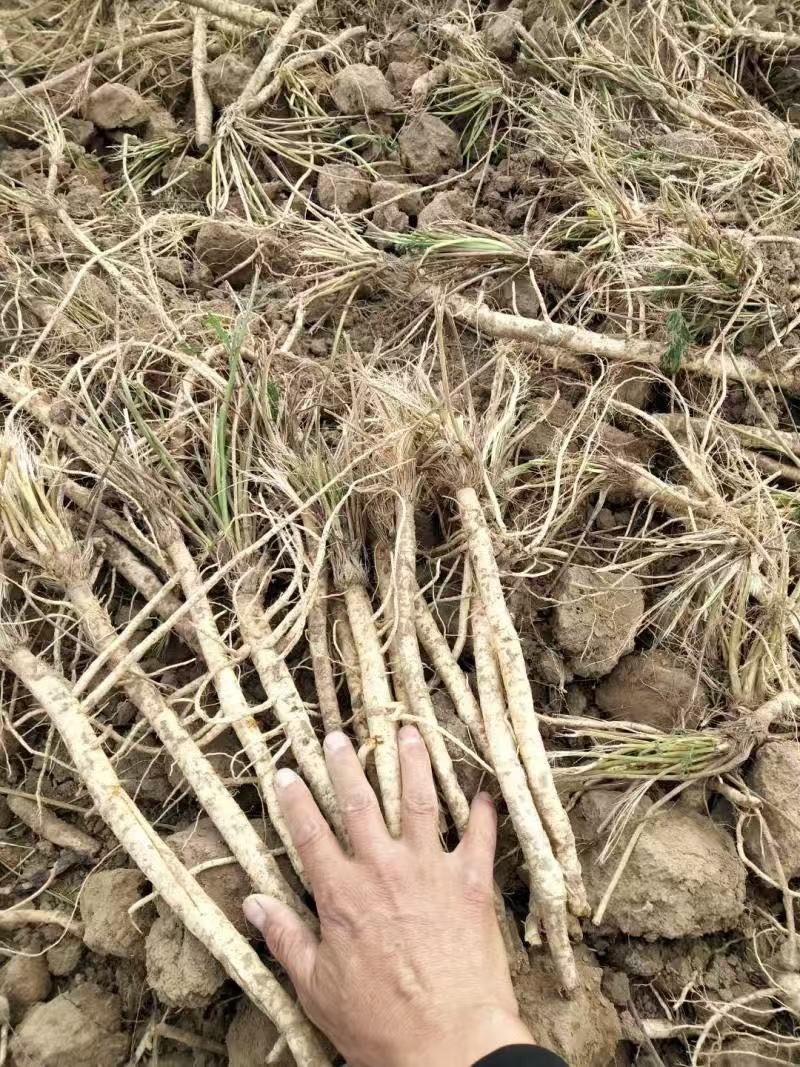防风种子批发零售野生关防风籽发芽率高颗粒饱满技术指导