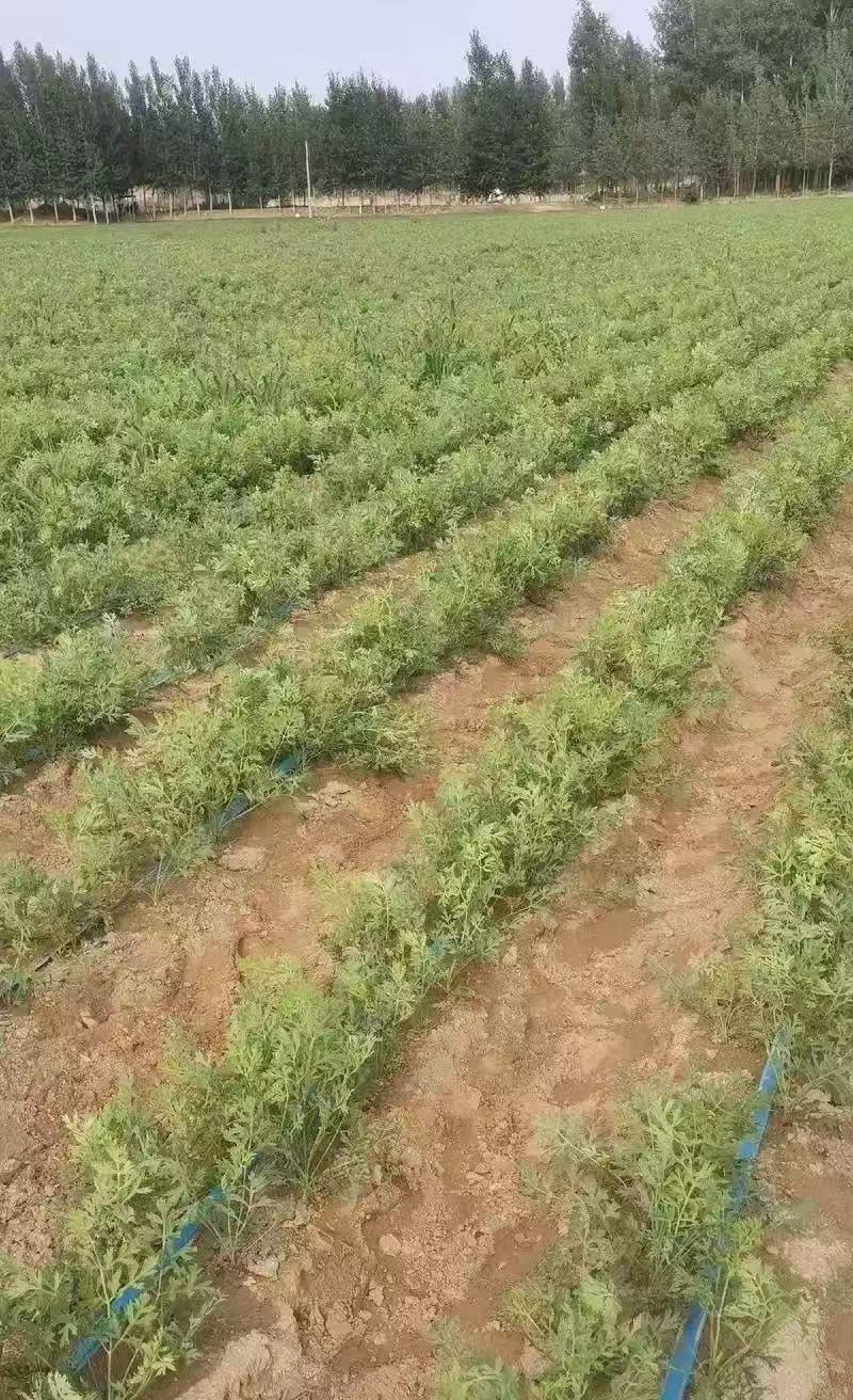 防风种子批发零售野生关防风籽发芽率高颗粒饱满技术指导