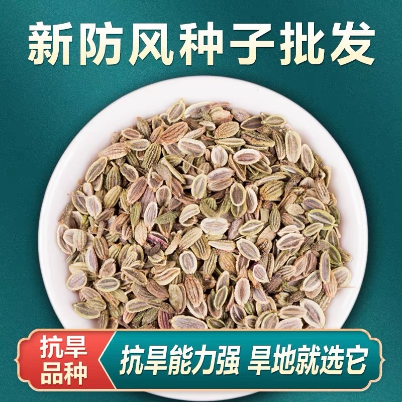防风种子批发零售野生关防风籽发芽率高颗粒饱满技术指导