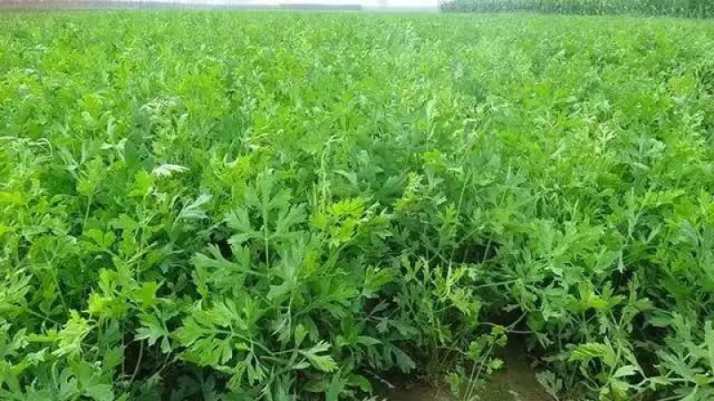 防风种子批发零售野生关防风籽发芽率高颗粒饱满技术指导