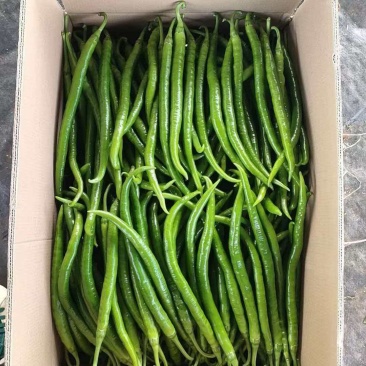 精品线椒，按需包装，代发全国各地，欢迎电联。