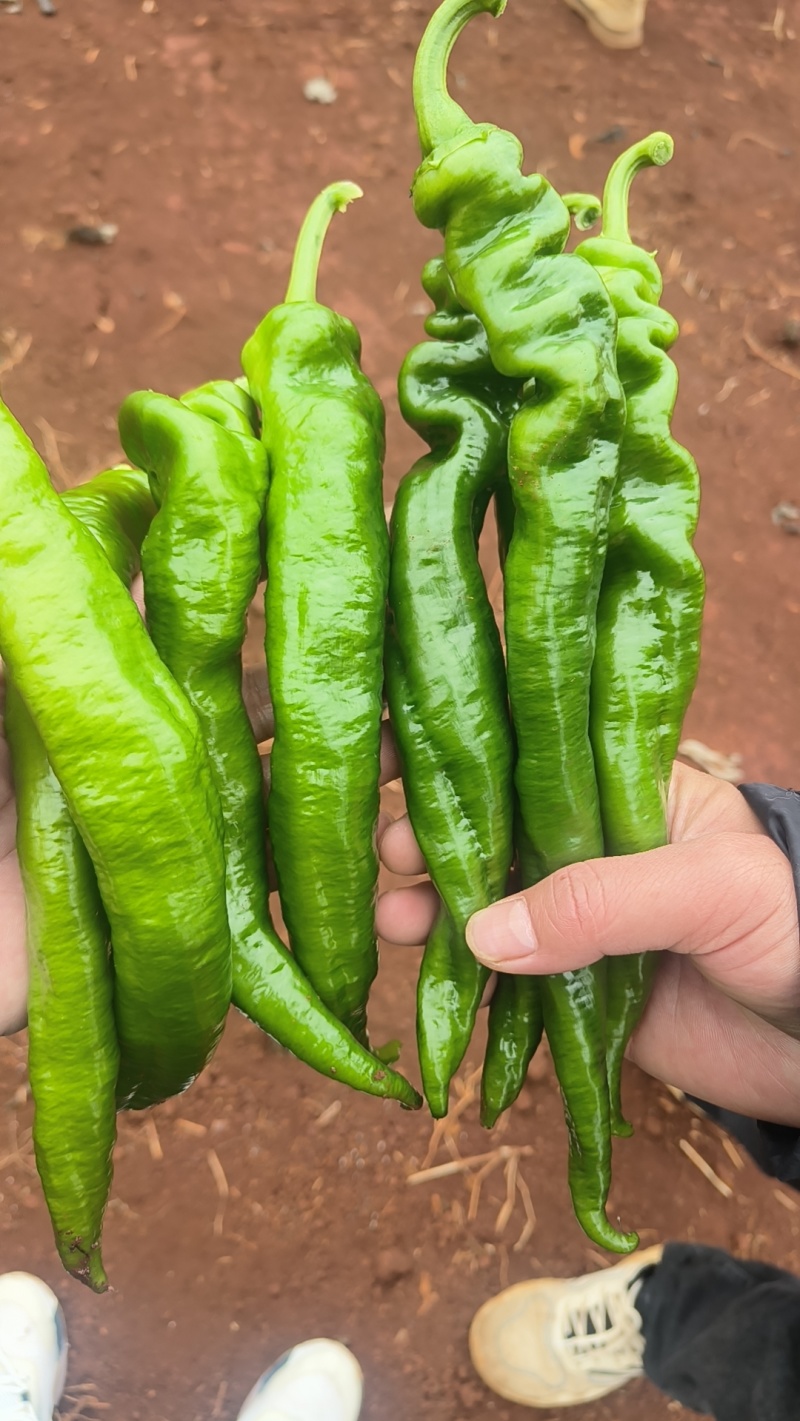 精品线椒，按需包装，代发全国各地，欢迎电联。
