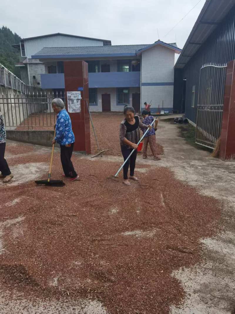 糯高粱