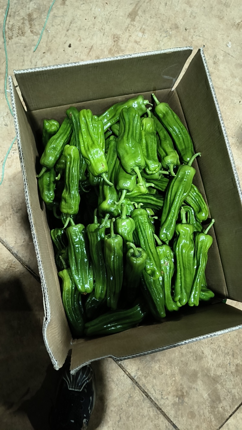 精品线椒，按需包装，代发全国各地，欢迎电联。