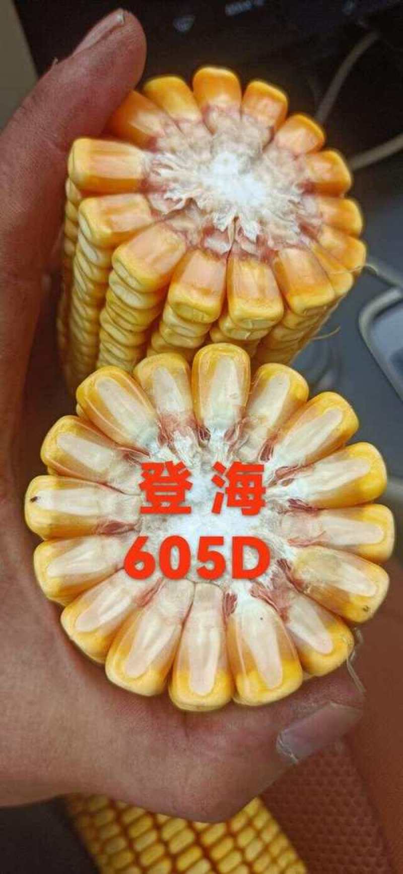 登海605D国审转基因抗草甘膦抗虫4200粒/袋