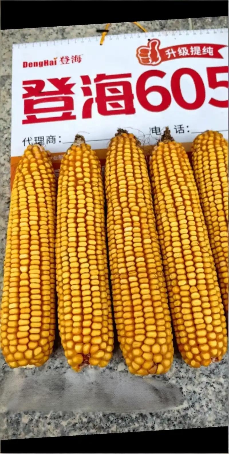 登海605D国审转基因抗草甘膦抗虫4200粒/袋