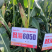 登海605D国审转基因抗草甘膦抗虫4200粒/袋