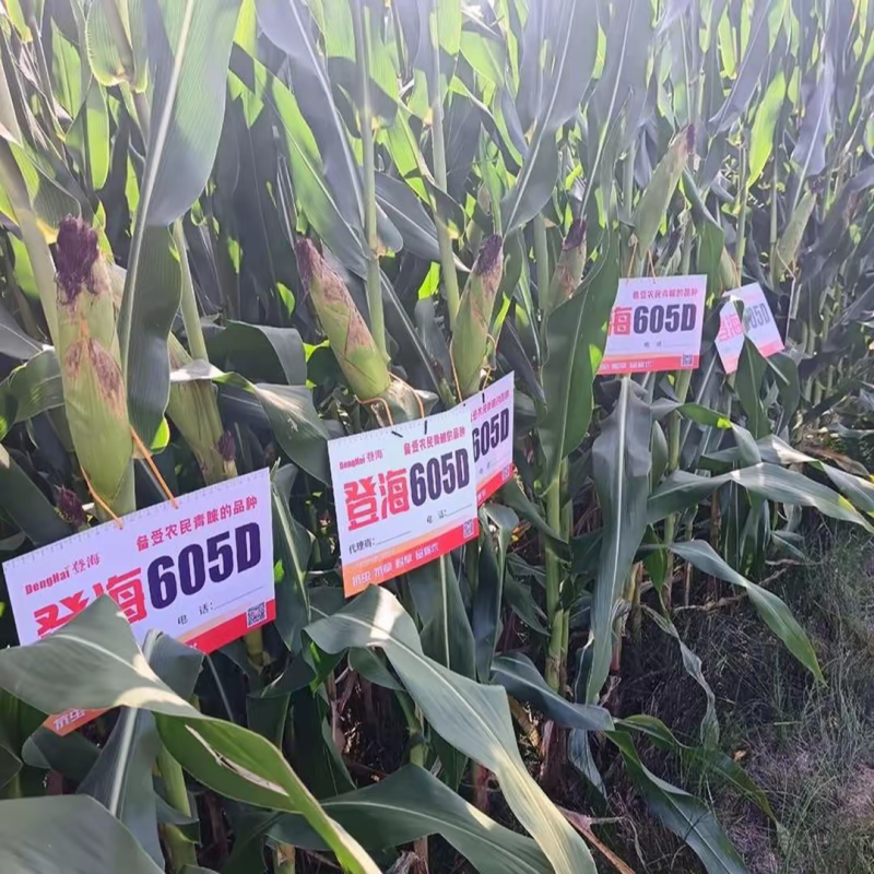 登海605D国审转基因抗草甘膦抗虫4200粒/袋