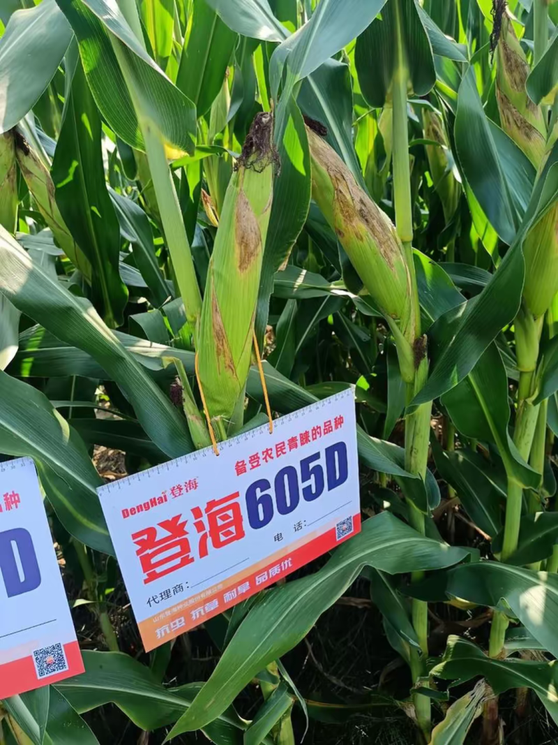 登海605D国审转基因抗草甘膦抗虫4200粒/袋