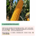 登海605D国审转基因抗草甘膦抗虫4200粒/袋