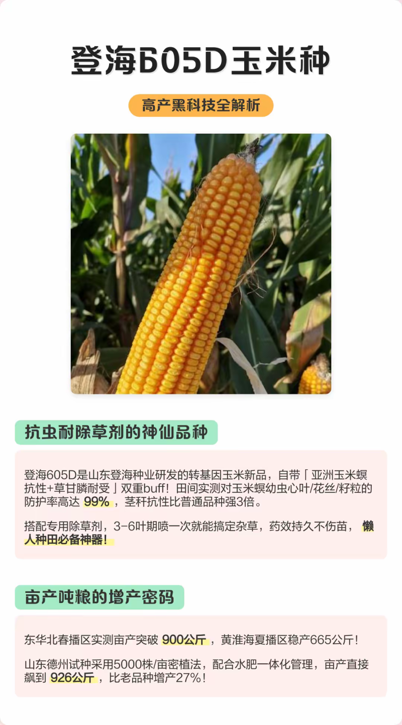 登海605D国审转基因抗草甘膦抗虫4200粒/袋