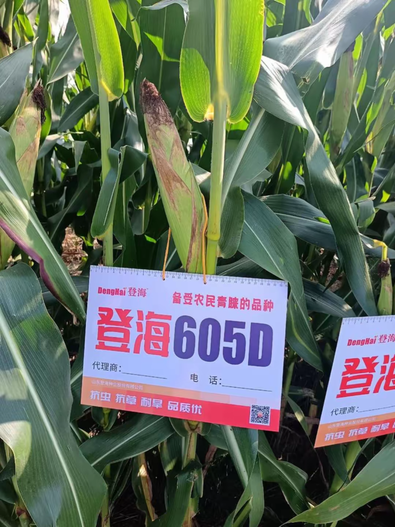登海605D国审转基因抗草甘膦抗虫4200粒/袋
