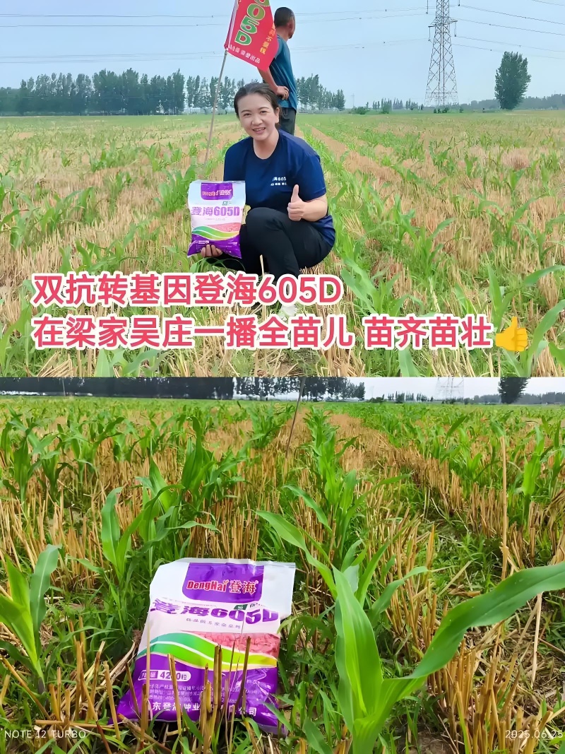 登海605D国审转基因抗草甘膦抗虫4200粒/袋