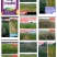登海605D国审转基因抗草甘膦抗虫4200粒/袋