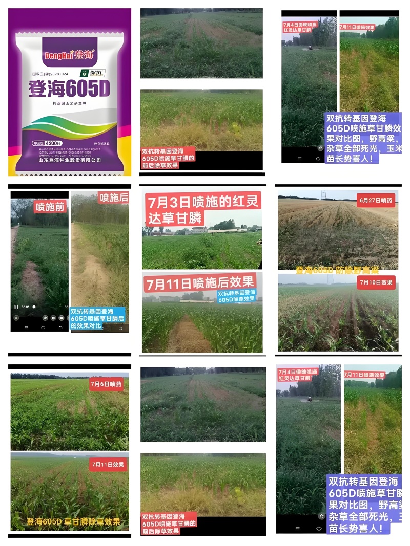登海605D国审转基因抗草甘膦抗虫4200粒/袋