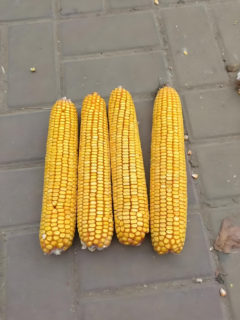 登海605D国审转基因抗草甘膦抗虫4200粒/袋
