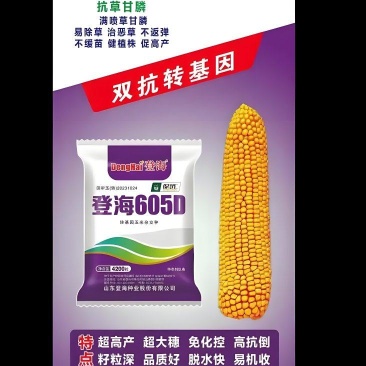 登海605D国审转基因抗草甘膦抗虫4200粒/袋