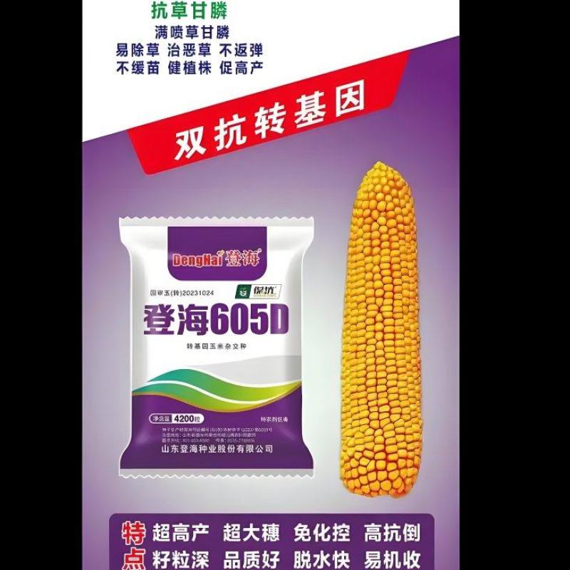 登海605D国审转基因抗草甘膦抗虫4200粒/袋