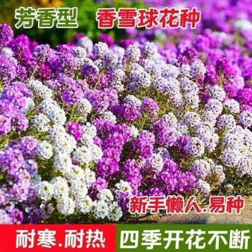 香雪球种子蜜蜂采蜜四季播蜜源阳台植物花期长芳香花