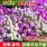香雪球种子蜜蜂采蜜四季播蜜源阳台植物花期长芳香花