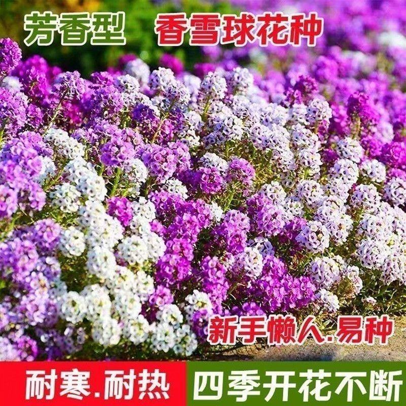 香雪球种子蜜蜂采蜜四季播蜜源阳台植物花期长芳香花
