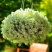 香雪球种子蜜蜂采蜜四季播蜜源阳台植物花期长芳香花