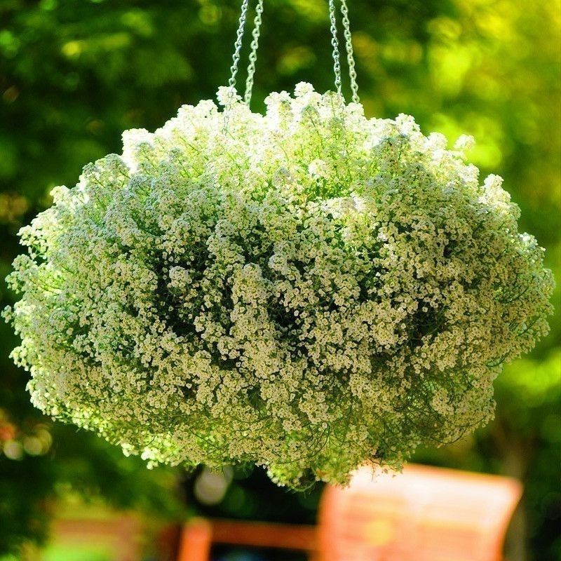 香雪球种子蜜蜂采蜜四季播蜜源阳台植物花期长芳香花