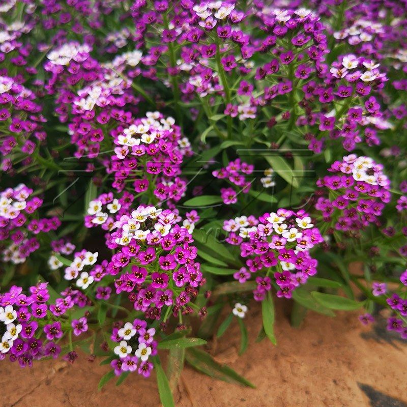 香雪球种子蜜蜂采蜜四季播蜜源阳台植物花期长芳香花