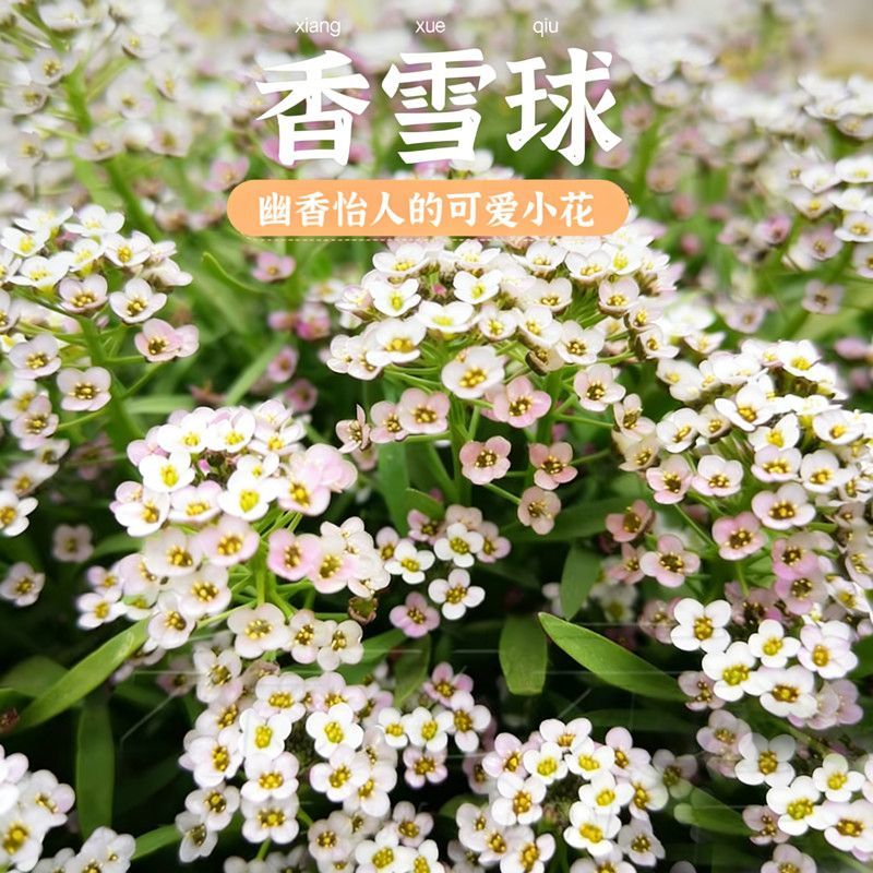 香雪球种子蜜蜂采蜜四季播蜜源阳台植物花期长芳香花