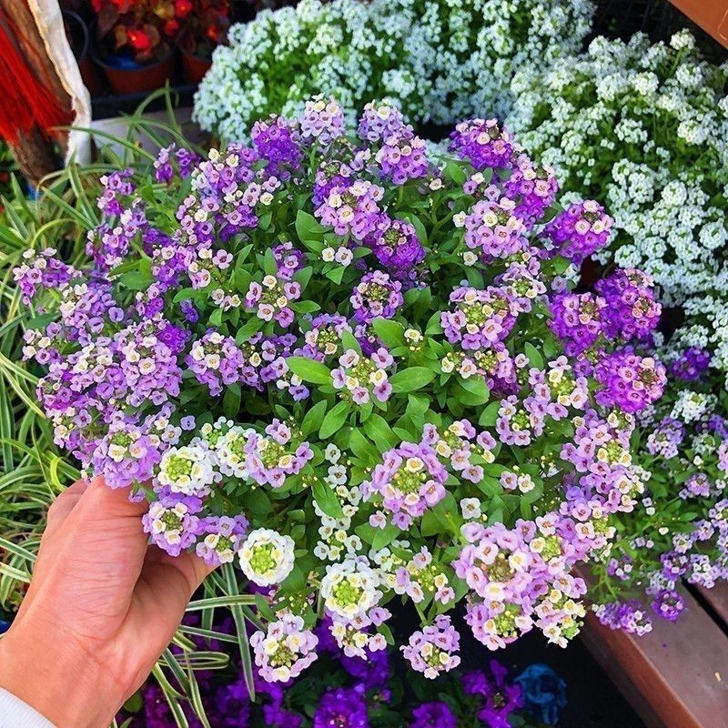 香雪球种子蜜蜂采蜜四季播蜜源阳台植物花期长芳香花