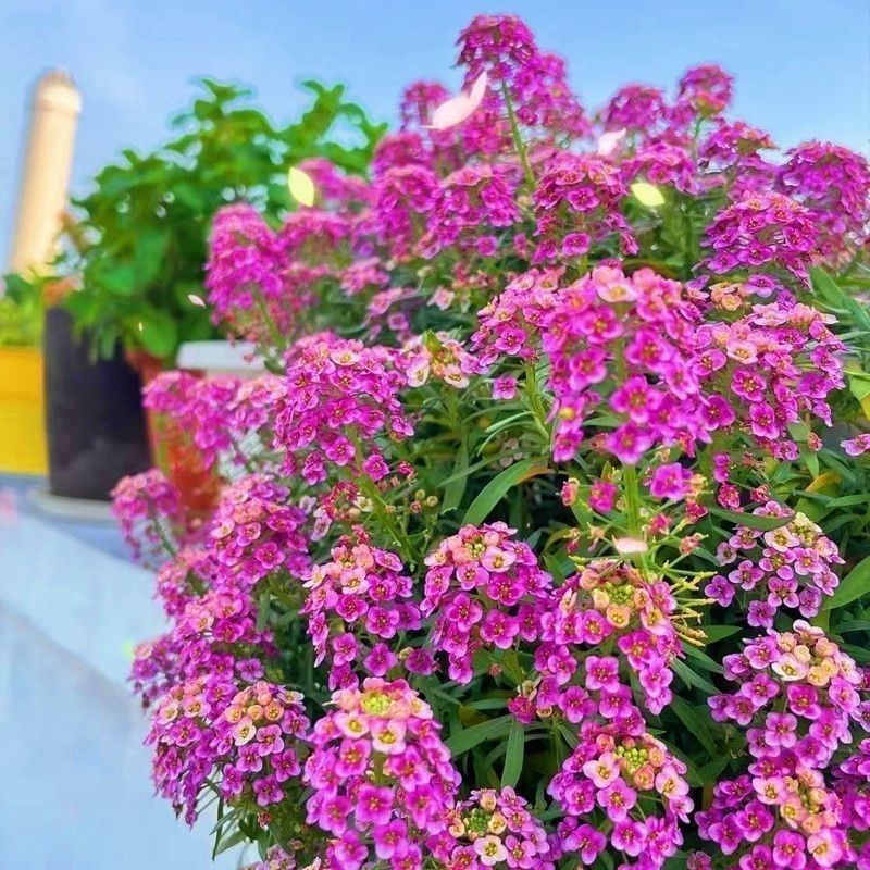 香雪球种子蜜蜂采蜜四季播蜜源阳台植物花期长芳香花