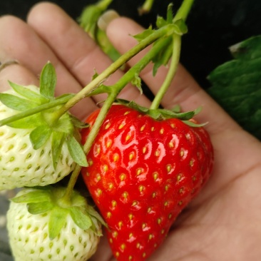 红颜草莓