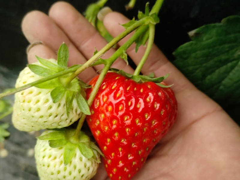 红颜草莓