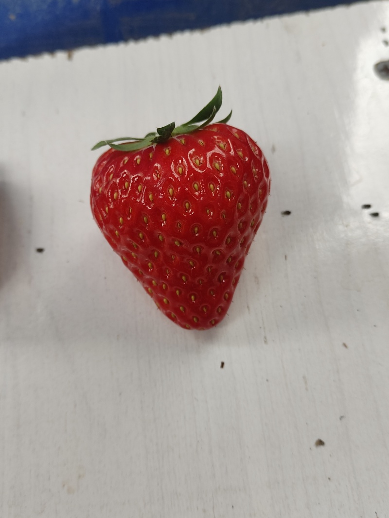 红颜草莓