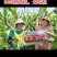 丰乐365玉米种子国审白轴大棒产量高4200粒/袋