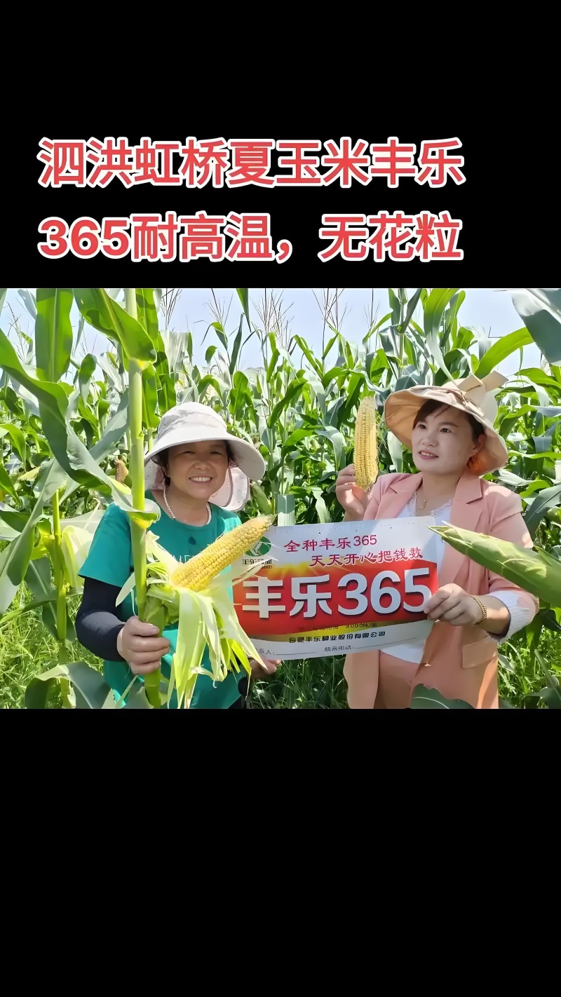 丰乐365玉米种子国审白轴大棒产量高4200粒/袋