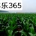 丰乐365玉米种子国审白轴大棒产量高4200粒/袋