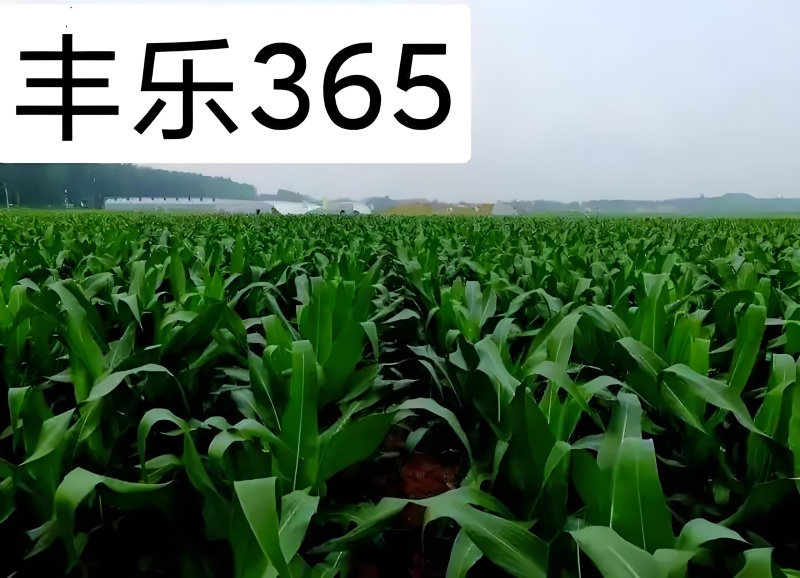 丰乐365玉米种子国审白轴大棒产量高4200粒/袋