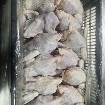 鲜蛋鸡
