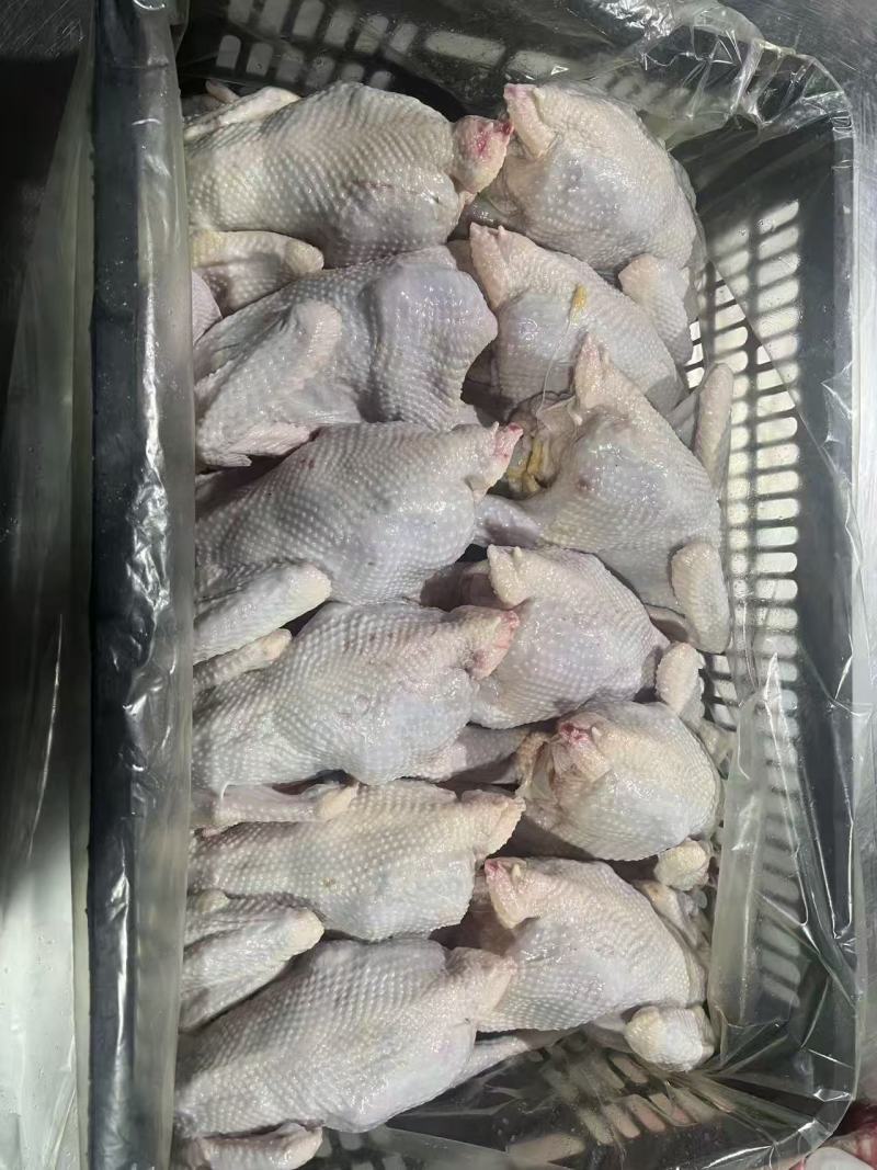 鲜蛋鸡
