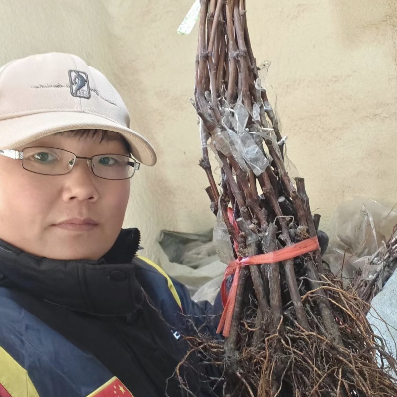 Bk无核黑黄后葡萄苗，大粒，自然无核，香甜可口，保纯保活