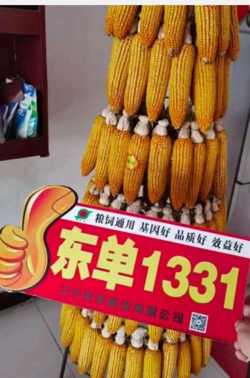 东单1331国审玉米种子抗虫抗倒伏4218粒/袋