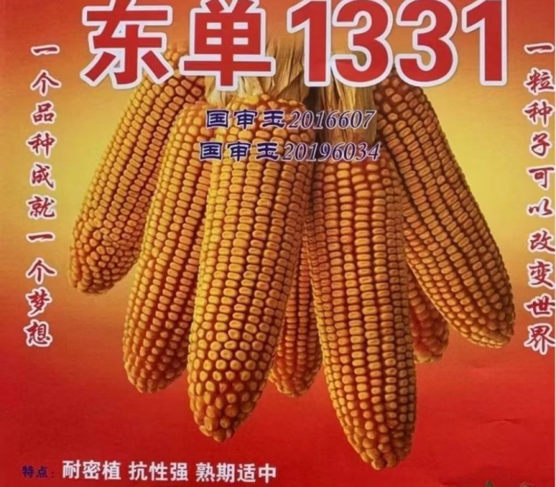 东单1331国审玉米种子抗虫抗倒伏4218粒/袋