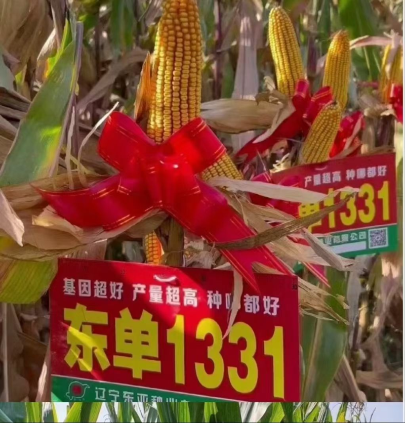 东单1331国审玉米种子抗虫抗倒伏4218粒/袋