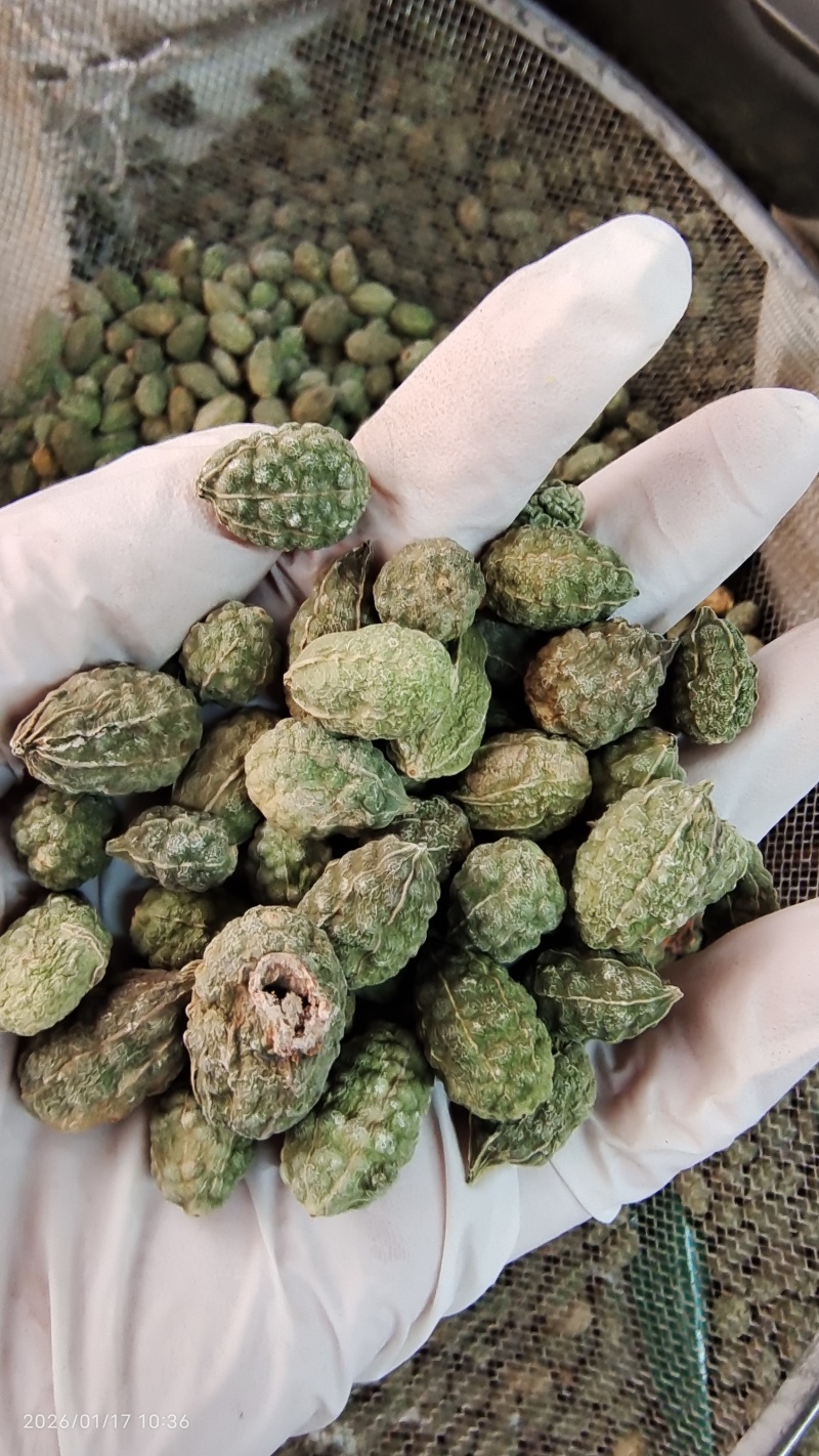 野西瓜冷背中药材2斤起包邮量大优惠