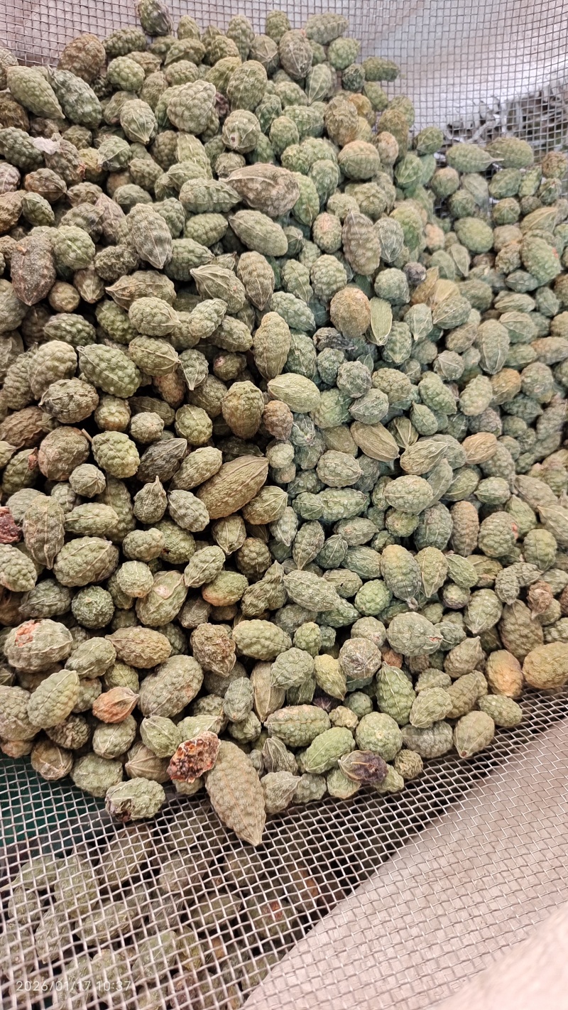 野西瓜冷背中药材2斤起包邮量大优惠