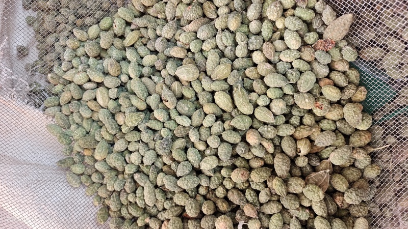 野西瓜冷背中药材2斤起包邮量大优惠