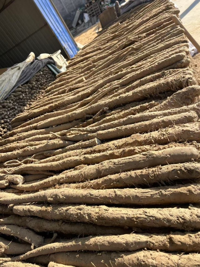 江苏省沛县。白玉山药
